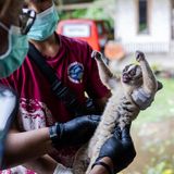 Ein Tierarzt tastet den Bauch einen Plumplori ab. Der Plumplori streckt dabei die Arme in die Luft