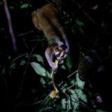 Plumplori mit Banane