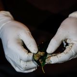 Grünliche Ausscheidungen eines Plomploris liegen auf einem Blatt und werden untersucht