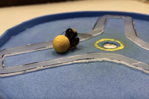 Insekten-Intelligenz: Experiment: Hummel zieht kleinen Ball in ein Loch