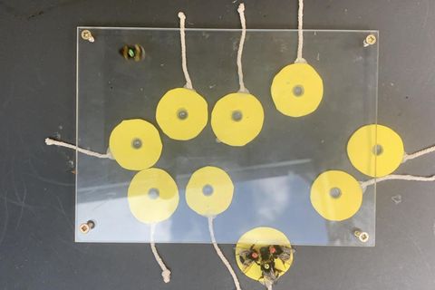 Insekten-Intelligenz: Experiment: Hummeln spielen gegeneinander "Tauziehen"