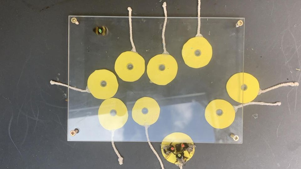 Insekten-Intelligenz: Experiment: Hummeln spielen gegeneinander "Tauziehen"