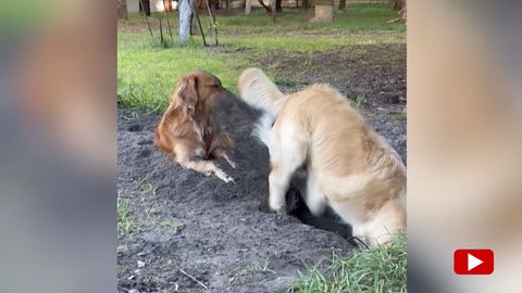 Golden Retriever buddelt Loch – anderer Hund bekommt den ganzen Dreck ab