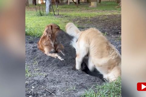 Golden Retriever buddelt Loch – anderer Hund bekommt den ganzen Dreck ab