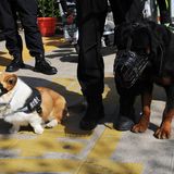 Polizei-Corgi mit anderem Hund