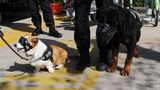 Polizei-Corgi mit anderem Hund