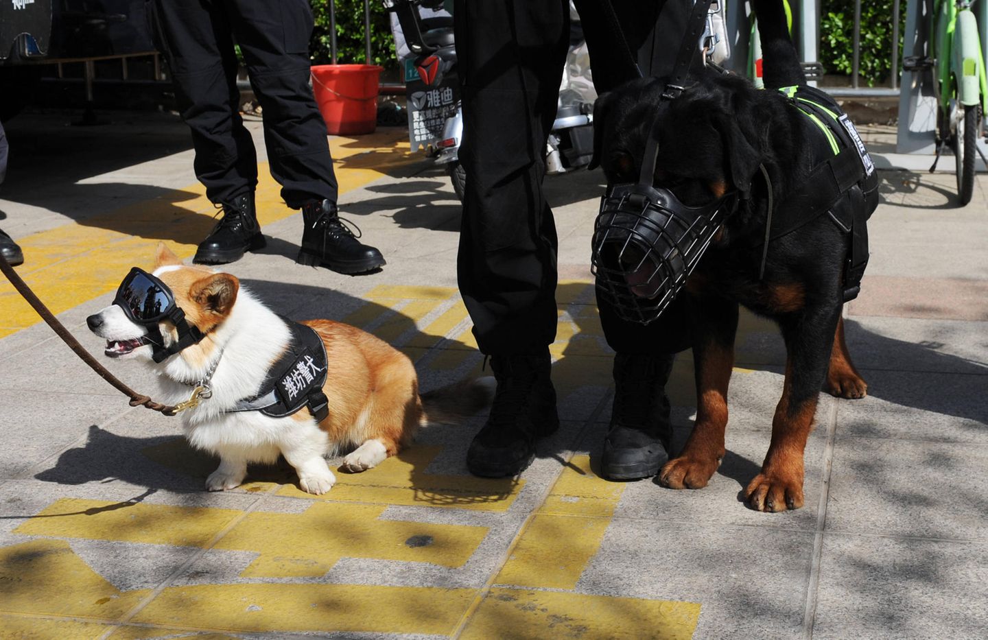 Polizei-Corgi mit anderem Hund