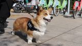 Corgi-Welpe "Fuzai"