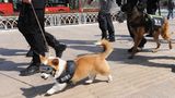 Polizei-Corgi an der Leine
