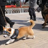 Polizei-Corgi an der Leine