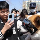 Polizei-Corgi mit Fan