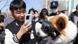 Polizei-Corgi mit Fan