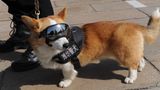 Polizei-Corgi in Uniform