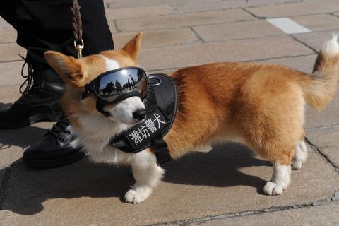 Polizei-Corgi in Uniform