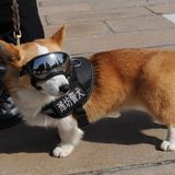 Polizei-Corgi in Uniform