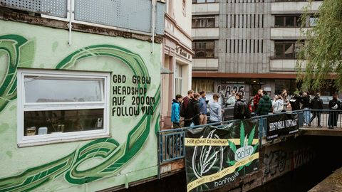 Cannabis So bauen Sie die Pflanze im Garten oder auf dem Balkon an