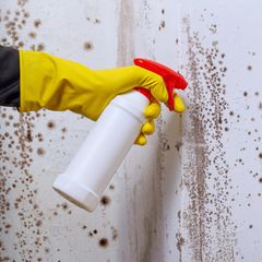 Person versucht, Stockflecken zu entfernen