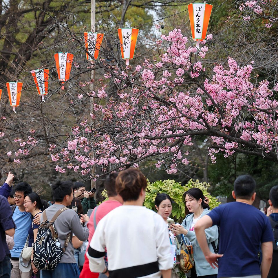 Menschen in Tokio, Japan, fotografieren die Kirschblüten