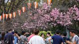 Menschen in Tokio, Japan, fotografieren die Kirschblüten