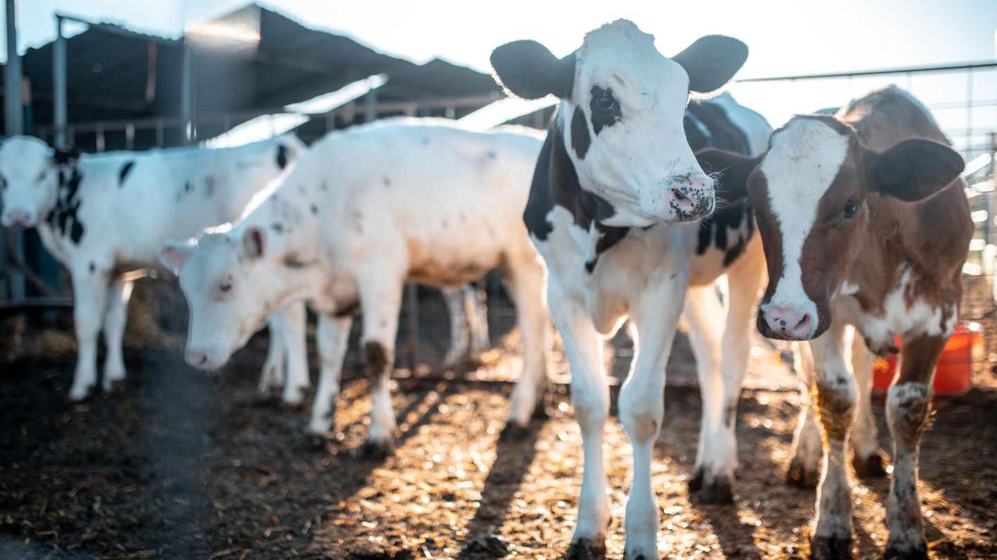 Vogelgrippe H5N1: Rinderfarm in den USA (Symboldbild)