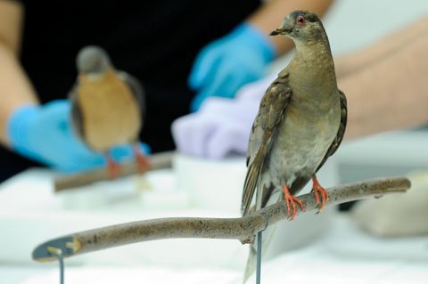 Die Wandertaube Martha steht ausgestopft im Smithsonian National Museum of Natural History