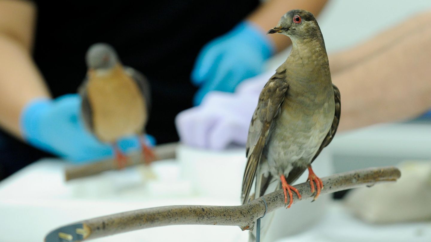Die Wandertaube Martha steht ausgestopft im Smithsonian National Museum of Natural History