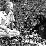 Jane Goodall sitzt einem jungen Schimpansen gegenüber