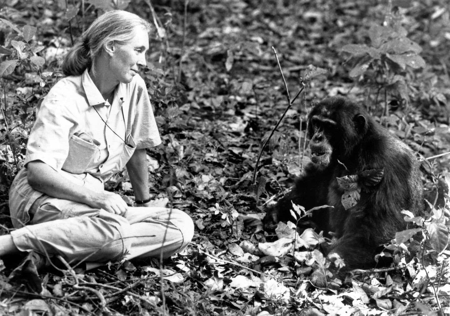 Jane Goodall Jane Goodall sitzt einem jungen Schimpansen gegenüber