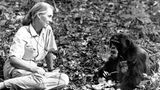 Jane Goodall sitzt einem jungen Schimpansen gegenüber