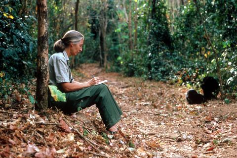 Jane Goodall (links) schreibt Notizen während sie im Dschungel Gorillas beobachtet