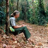 Jane Goodall (links) schreibt Notizen während sie im Dschungel Gorillas beobachtet