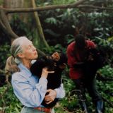 Jane Goodall mit Schimpansenjungen