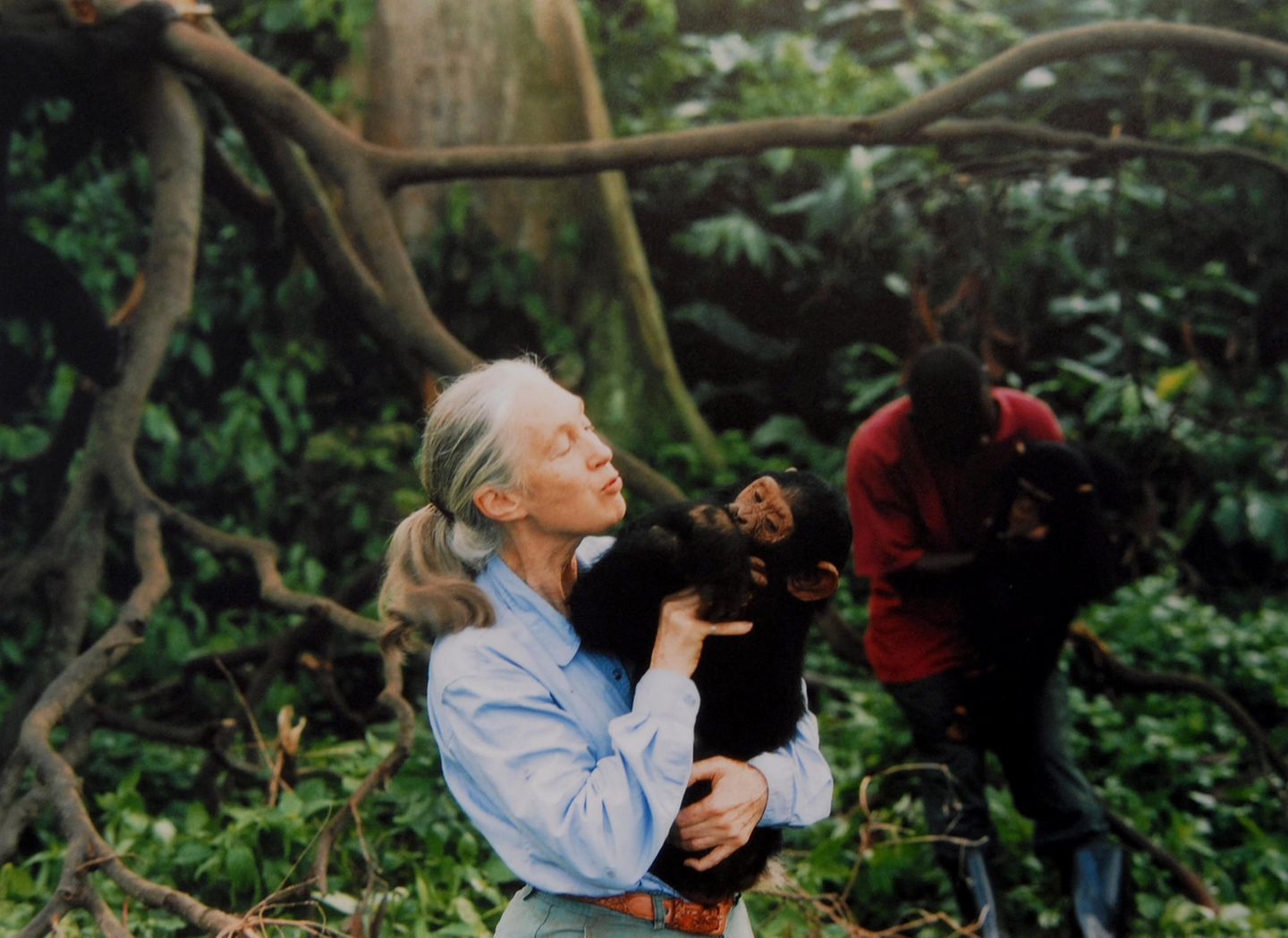 Jane Goodall mit Schimpansenjungen