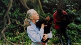 Jane Goodall mit Schimpansenjungen