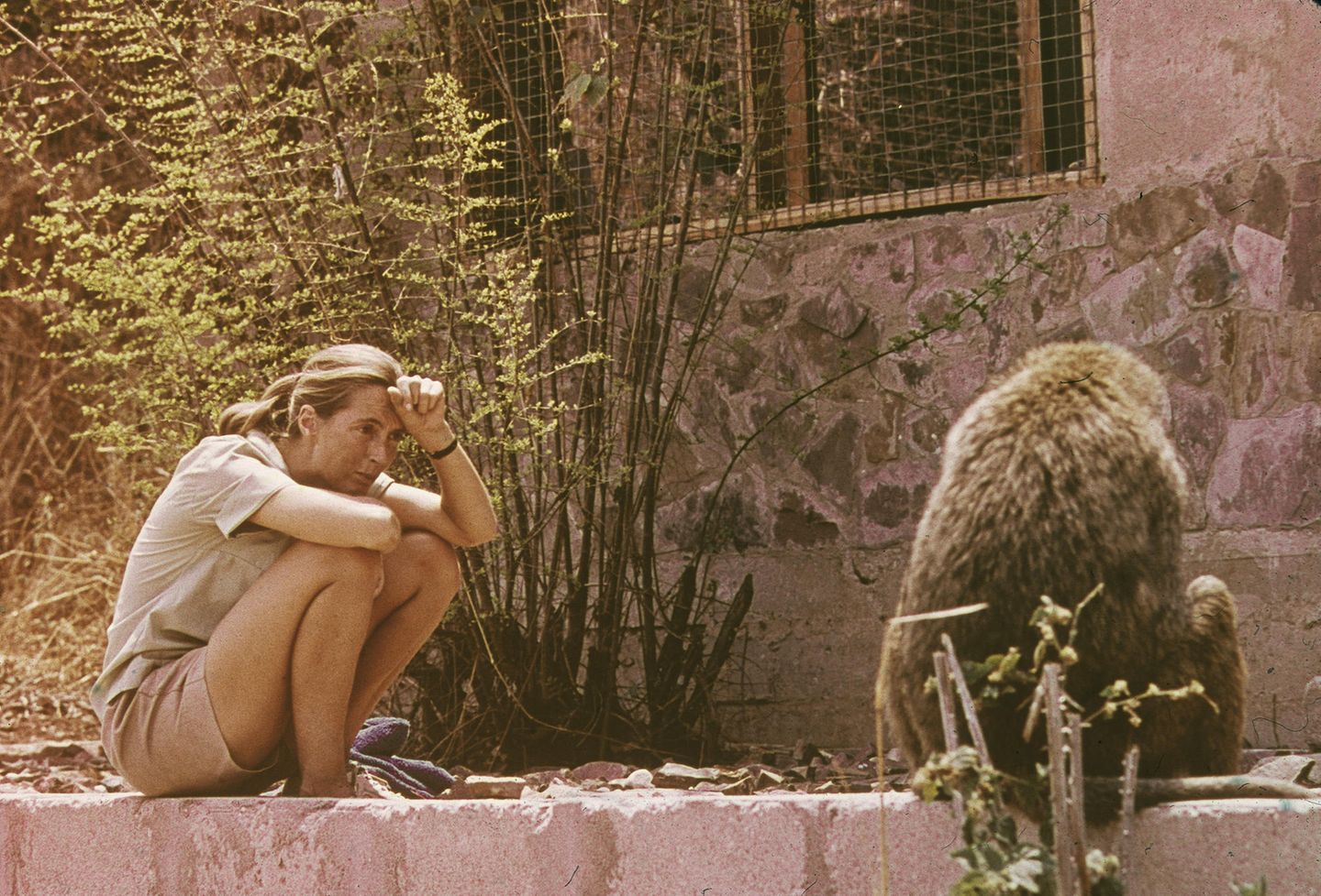 Jane Goodall (links) hockt neben einem Affen (rechts) und beobachtet ihn