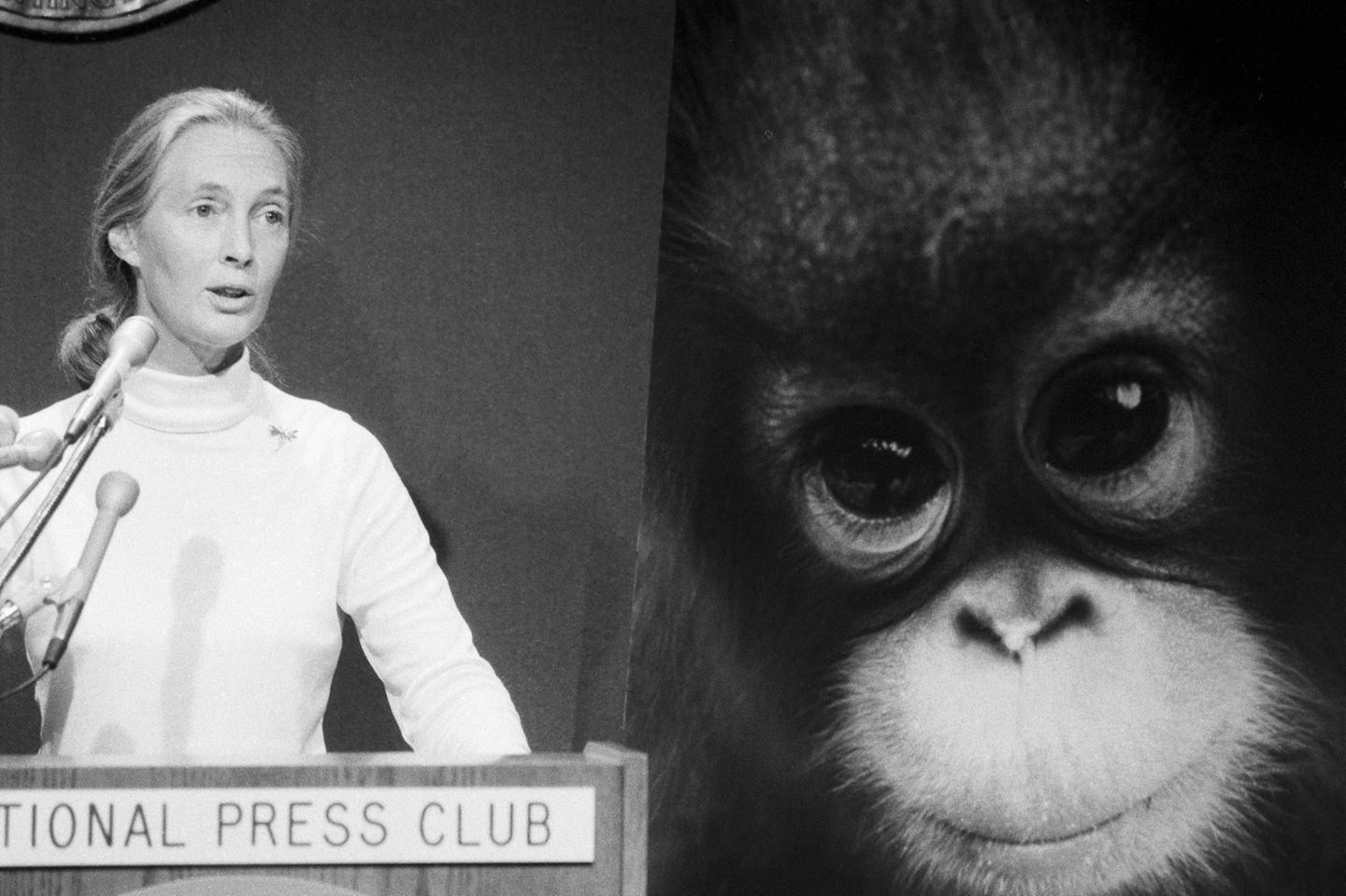 Jane Goodall Jane Goodall (links) steht am Rednerpult und schaut ins Bild hinein. Auf der Hintergrundwand ist ein Gorilla Baby zu sehen