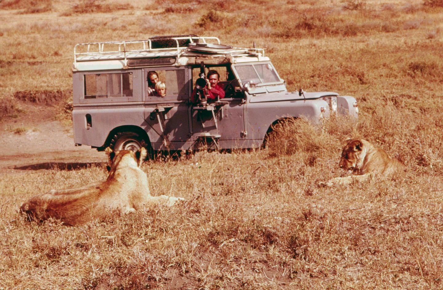 Jane Goodall (l.), ihr Mann Hugo Van Lawick (r.) und der gemeinsamer Sohn Hugo Eric Louis in einem Jeep beobachten Löwen