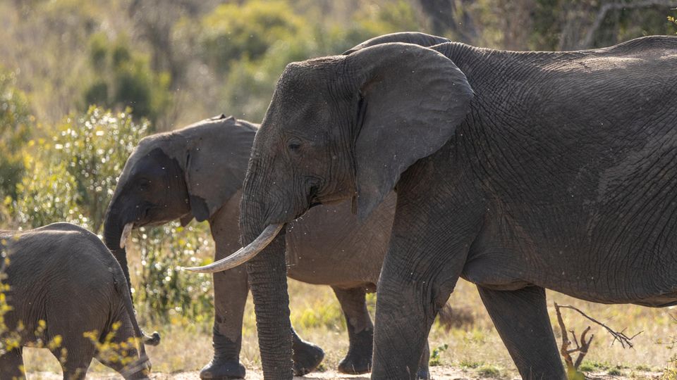 Elefanten in der Savanne