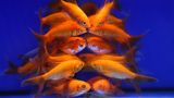 St. Petersburg, Russland. Diese Goldfische geben ihr Bestes, um adrett auszusehen. Jedenfalls macht ihre fast symmetrische Formation bei der "ZooShow" Tier-Ausstellung diesen Eindruck.