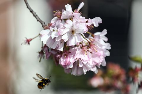 Symbolfoto für Wetter in Deutschland: Eine Hummel fliegt zwischen Kirschblüten