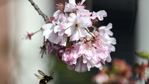 Symbolfoto für Wetter in Deutschland: Eine Hummel fliegt zwischen Kirschblüten