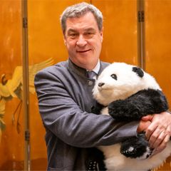 Markus Söder mit einem Plüschpanda