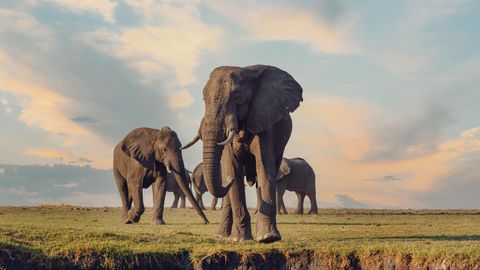 Elefanten an einem Fluß, Botswana
