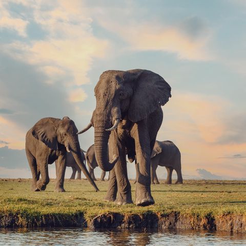 Elefanten an einem Fluß, Botswana
