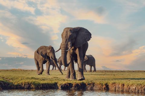 Elefanten an einem Fluß, Botswana