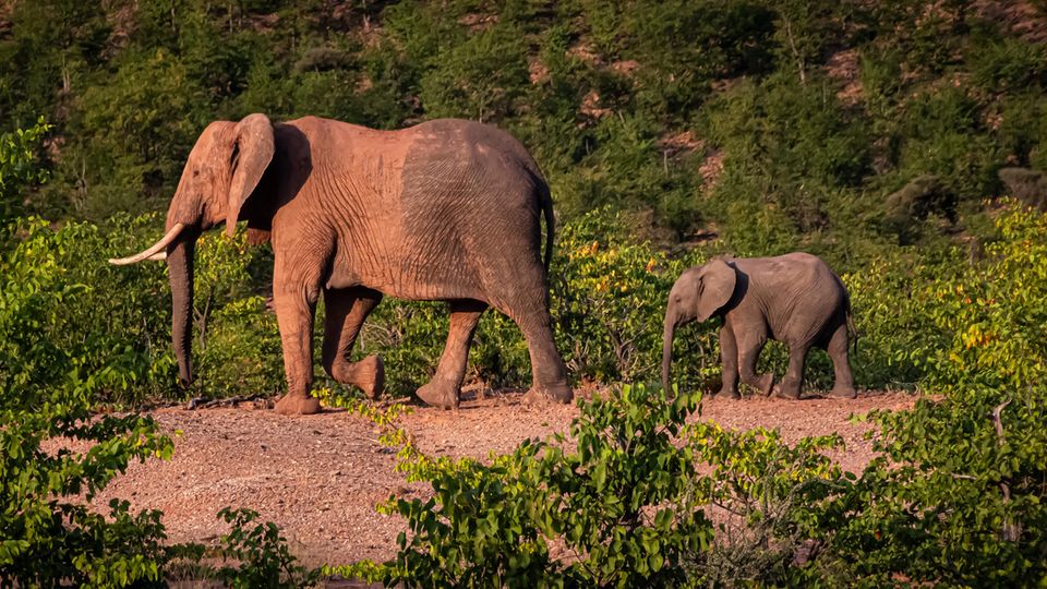 Eine Elefantenmutter mit ihrem Jungen