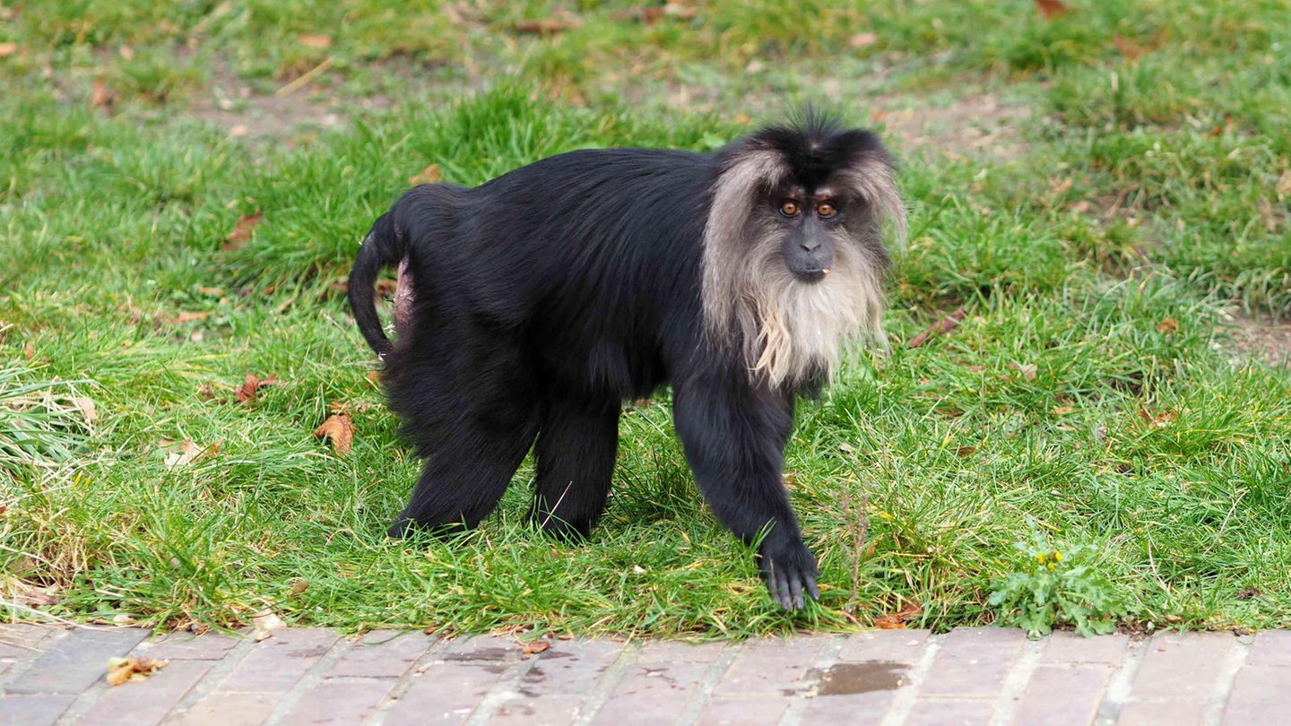 Zoo Leipzig: Fahndung nach geklauter Bartaffen-Dame Ruma bisher erfolglos – Artgenosse Yemur fehlt Gefährtin