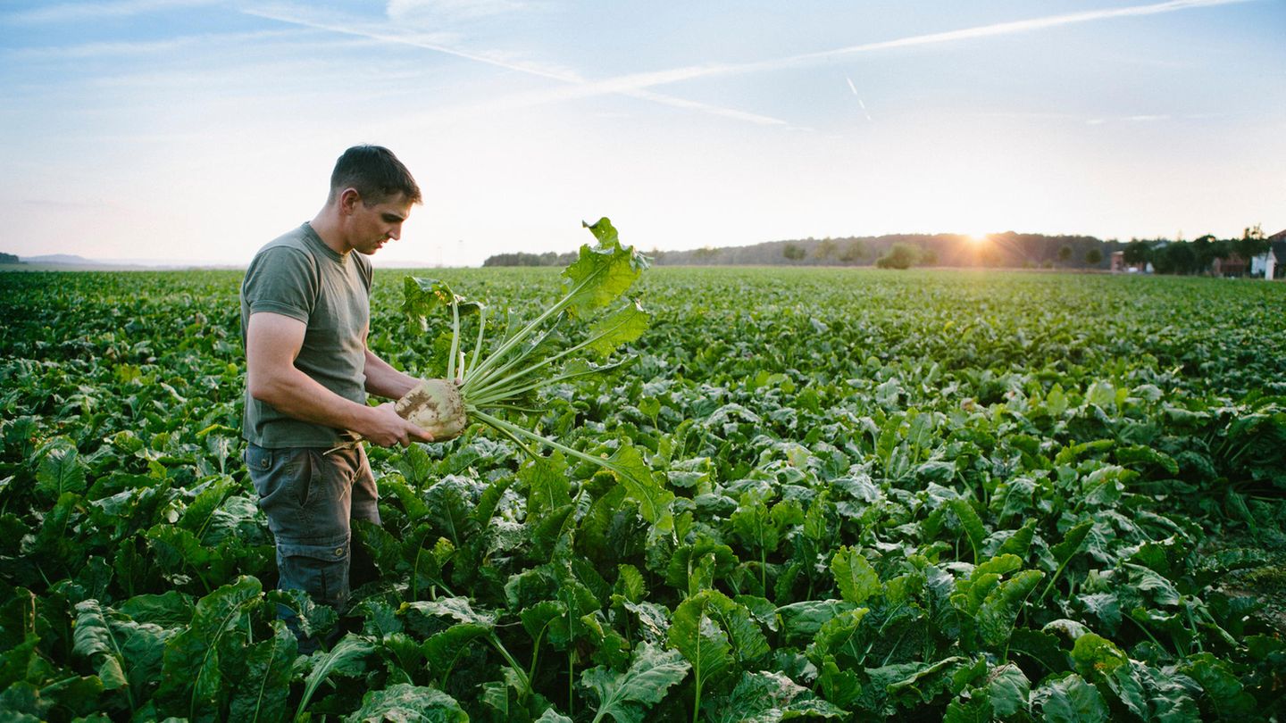 Hier finden Sie die innovativsten Mittelständler im Bereich Landwirtschaft und Landtechnik. 
