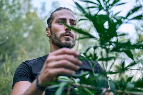 Ein Mann hält das Blatt einer Cannabispflanze in der Hand, er steht in einem Garten