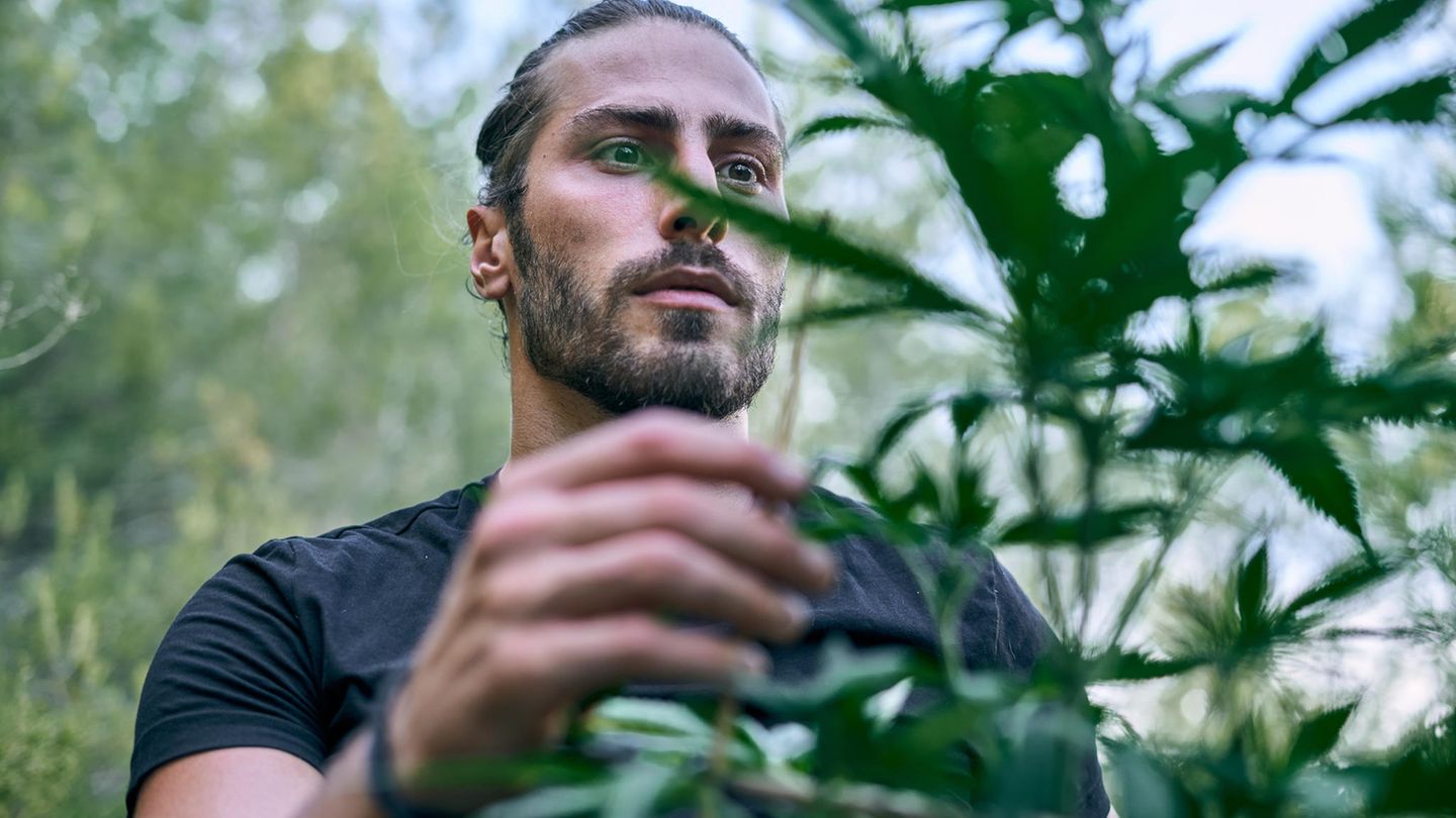 Ein Mann hält das Blatt einer Cannabispflanze in der Hand, er steht in einem Garten